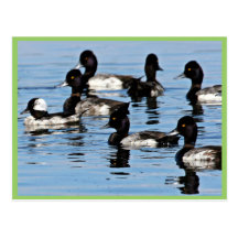 Bufflehead et plus grand fuligule milouinin carte postale