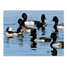 Bufflehead et plus grand fuligule milouinin carte postale