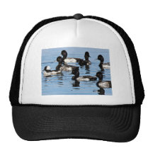 Bufflehead et plus grand fuligule milouinin casquette