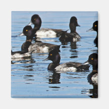 Bufflehead et plus grand fuligule milouinin aimant pour réfrigérateur