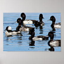 Bufflehead et plus grand fuligule milouinin posters
