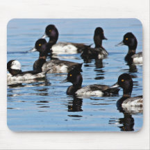 Bufflehead et plus grand fuligule milouinin tapis de souris