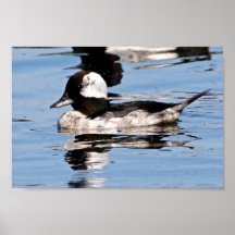 Bufflehead masculin posters