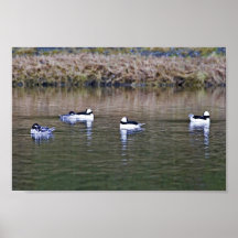 Buffleheads Affiche