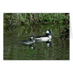 Buffleheads - canards de Dipper Cartes De Vœux