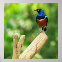 Buitengewone Starling Poster