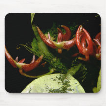 Bulbophyllum patens muis mat