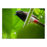 Bulbul Rouge-exhalé (cafer de Pycnonotus) Carte De Vœux