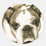 Buldog Sticker