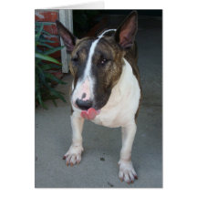 Bull-terrier anglais carte