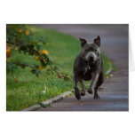 Bull-terrier du Staffordshire Cartes
