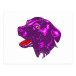 Bull-terrier du Staffordshire Cartes Postales