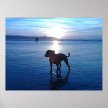 Bull-terrier du Staffordshire Poster