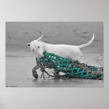 Bull terrier plaat