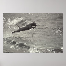 Bull terrier poster
