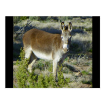 Burro Wens Kaarten