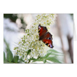 Butterfly Greetings Carte
