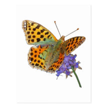 Butterfly - Papillon 02 Carte Postale