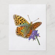Butterfly - Papillon (02) Prospectus