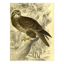 Buzzard :  Carte postale vintage de l'impression d