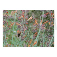 Buzzzzzz ! carte de vœux