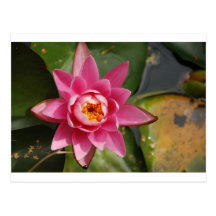 BZH22-0810-87 CARTES POSTALES