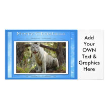 c-2011-white-tiger-019 photocarte customisée