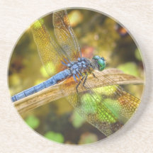 Caboteur de bleu de libellule dessous de verre