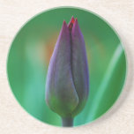 Caboteur pourpre de floraison frais de grès de tul dessous de verres