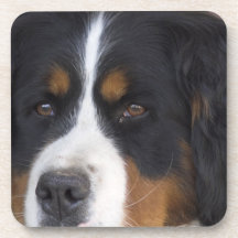 Caboteurs de liège de Berner Sennenhund Dessous-de-verre