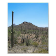 Cactus de Saguaro - désert de Sonoran Impressions Photo