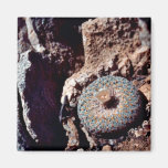 Cactus fleurissant de bouton magnets