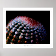 Cactus (luminescent) posters