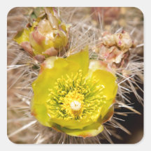Cactus Vierkante Stickers