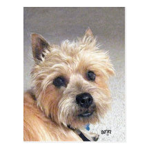 Cairn Terrier d'or Cartes Postales