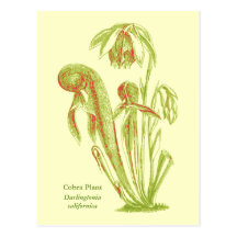 Californica van Darlingtonia, Vleesetend Plant Wenskaarten