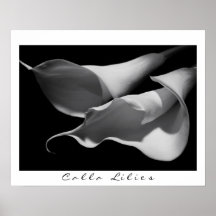 Calla Lelies in B&W Print