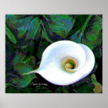 Calla Posters