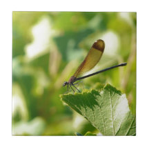Calopteryx Carreau En Céramique