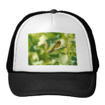 Calopteryx Casquettes