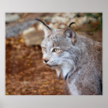 Canadese Lynx Afdruk