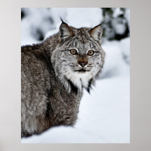Canadien Lynx dans la neige Affiche