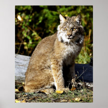 Canadien Lynx Posters