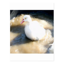 CANARD CARTES POSTALES
