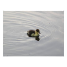 Canard de bébé photo sur toile