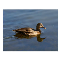 Canard de Mallard Cartes Postales