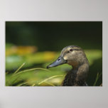 Canard de repos affiche