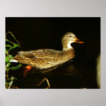 canard femelle posters