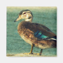 Canard mignon de bébé aimant pour réfrigérateur