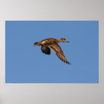 Canard siffleur poster